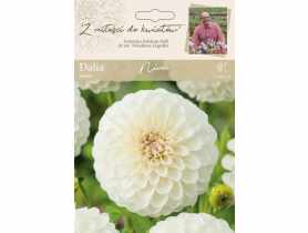 Dalia ogrodowa Nivea kolekcja dalii W.LEGUTKO