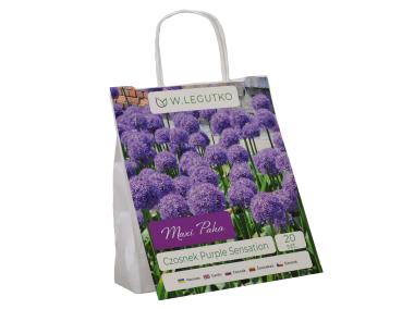 Zdjęcie: Czosnek Purple Sensation Maxi Paka W.LEGUTKO