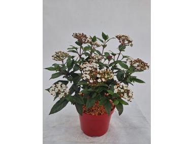 Zdjęcie: Mikrobiota syberyjska Microbiota decussata ŁAZUCCY