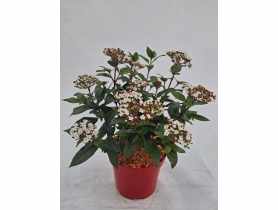 Mikrobiota syberyjska Microbiota decussata ŁAZUCCY