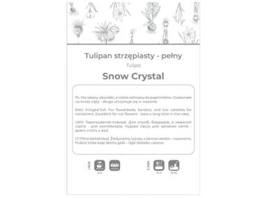 Zdjęcie: Tulipan Snow Crystal biały 3 sztuki W.LEGUTKO