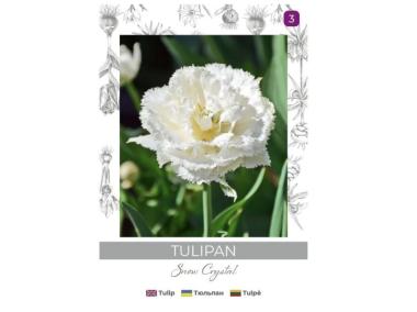 Zdjęcie: Tulipan Snow Crystal biały 3 sztuki W.LEGUTKO