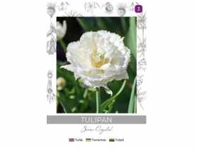 Tulipan Snow Crystal biały 3 sztuki W.LEGUTKO