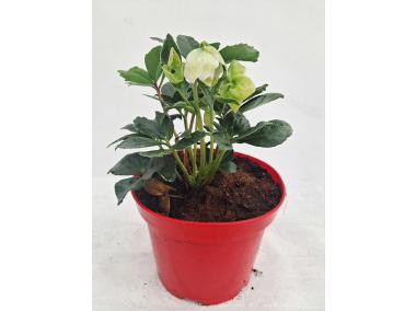 Zdjęcie: Róża Bożego Narodzenia Helleborus niger, Ciemiernik ŁAZUCCY