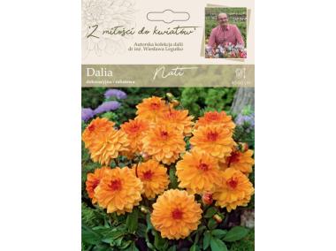 Zdjęcie: Dalia ogrodowa Nati kolekcja dalii W.LEGUTKO