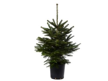 Zdjęcie: Jodła kaukaska w donicy 100 -125 cm GREEN TEAM POLSKA