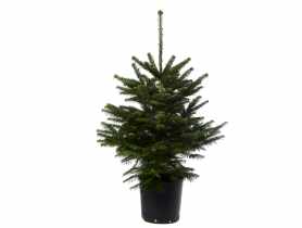 Jodła kaukaska w donicy 100 -125 cm GREEN TEAM POLSKA