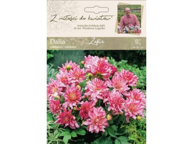 Zdjęcie: Dalia ogrodowa Zefir kolekcja dalii W.LEGUTKO