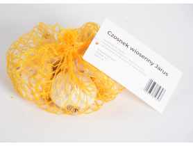 Czosnek wiosenny Jarus, 3-4 mm, 4 szt. W.LEGUTKO