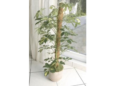 Zdjęcie: Tyczka kokosowa Stake Coco fi45 mm x 1 m, naturalny NORTENE