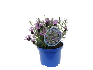 Zdjęcie: Lawenda Stoechas 4FLOWER