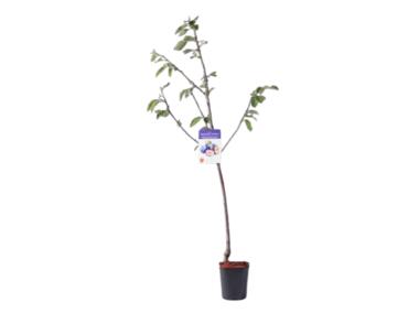 Zdjęcie: Śliwa 160-170 cm - 5 L GARTENLAND