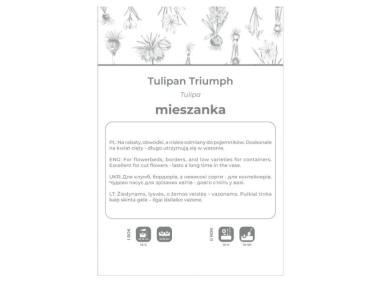 Zdjęcie: Tulipan Triumph mieszanka 4 sztuki W.LEGUTKO
