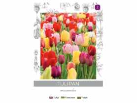 Tulipan Triumph mieszanka 4 sztuki W.LEGUTKO