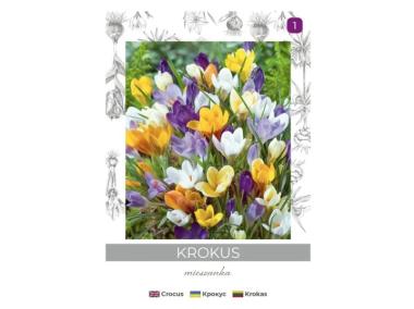 Zdjęcie: Krokus Chrysanthus mieszanka 8 sztuk W.LEGUTKO