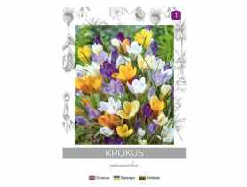 Krokus Chrysanthus mieszanka 8 sztuk W.LEGUTKO