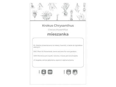 Zdjęcie: Krokus Chrysanthus mieszanka 8 sztuk W.LEGUTKO