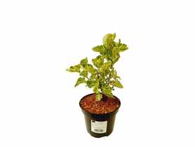 Lilak pospolity Aucubaefolia C2 20-30 cm ŁAZUCCY