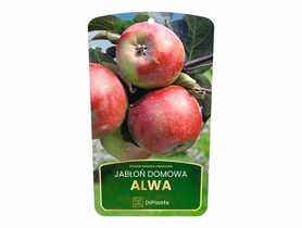 Drzewo owocowe jabłoń Alwa sadzonka w balocie DIPLANTS