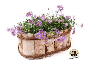 Zdjęcie: Balkonówka z brzozy z folią 33x20x13 cm owalna TIN TOURS