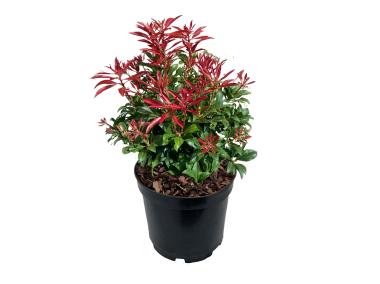 Zdjęcie: Pieris japoński Cupido ŁAZUCCY