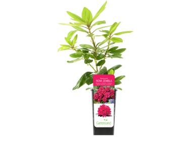 Zdjęcie: Rododendron różanecznik GARTENLAND