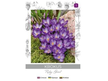 Zdjęcie: Krokus Ruby Giant purpurowy 8 sztuk W.LEGUTKO