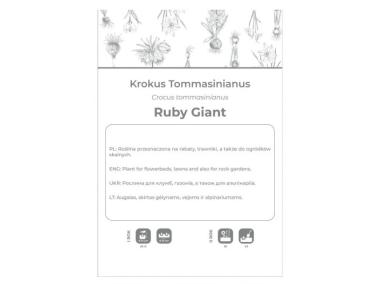 Zdjęcie: Krokus Ruby Giant purpurowy 8 sztuk W.LEGUTKO