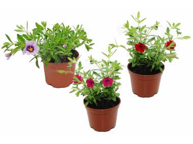 Zdjęcie: Calibrachoa 4FLOWER