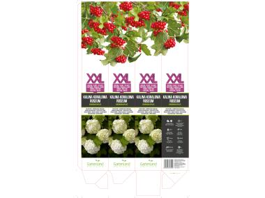 Zdjęcie: Kalina koralowa GARTENLAND