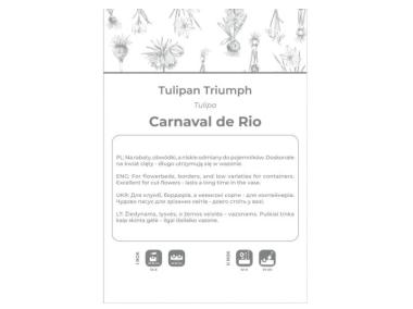 Zdjęcie: Tulipan Carnaval de Rio biały z czerwonymi smugami 4 sztuki W.LEGUTKO