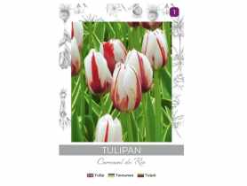 Tulipan Carnaval de Rio biały z czerwonymi smugami 4 sztuki W.LEGUTKO