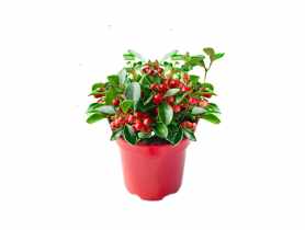 Golteria rozesłana Winter Pearls Big Berry C1 ŁAZUCCY