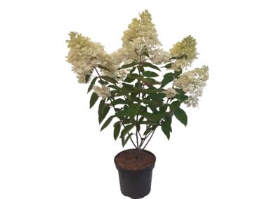 Zdjęcie: Hydrangea paniculata mix ŁAZUCCY