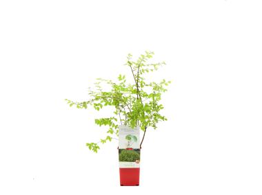 Zdjęcie: Śnieguliczka GARTENLAND