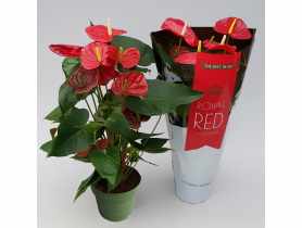 Anthurium KAMA MAŚLANKIEWICZ