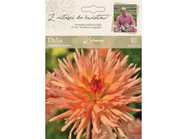 Zdjęcie: Dalia ogrodowa Korona kolekcja dalii W.LEGUTKO