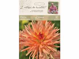 Dalia ogrodowa Korona kolekcja dalii W.LEGUTKO