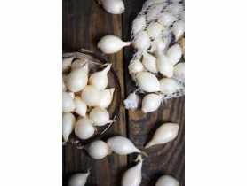 Cebula dymka White Snowball 300 g W.LEGUTKO