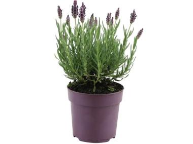 Zdjęcie: Lawenda francuska sadzonki KAMA