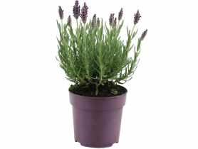 Lawenda francuska sadzonki KAMA