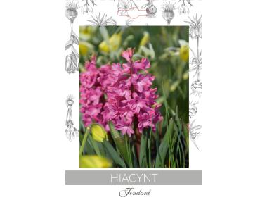 Zdjęcie: Hiacynt Fondant W.LEGUTKO