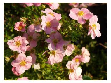 Zdjęcie: Pieciornik krzewiasty Potentilla fruticosa lovly pink ŁAZUCCY