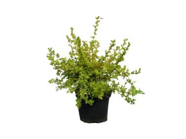 Zdjęcie: Pieciornik krzewiasty Potentilla fruticosa lovly pink ŁAZUCCY