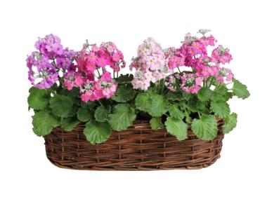 Zdjęcie: Balkonówka doniczka wiklinowa skrzynka balkonowa 45x17x12 cm TIN TOURS
