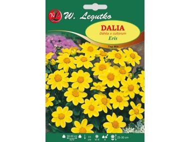 Zdjęcie: Dalia ogrodowa Eris seria tradycyjna W.LEGUTKO