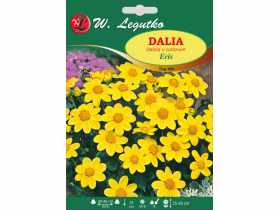 Dalia ogrodowa Eris seria tradycyjna W.LEGUTKO