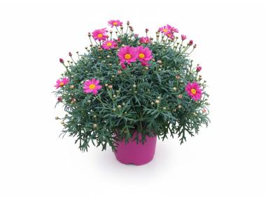 Zdjęcie: Kwiat doniczkowy Margaretka 14 cm KAMA