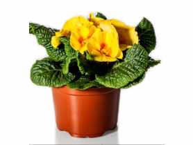 Prymula 9 cm CYGANEK