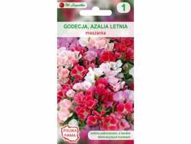 Godecja Azalia letnia mieszanka nasiona tradycyjne 1 g W. LEGUTKO